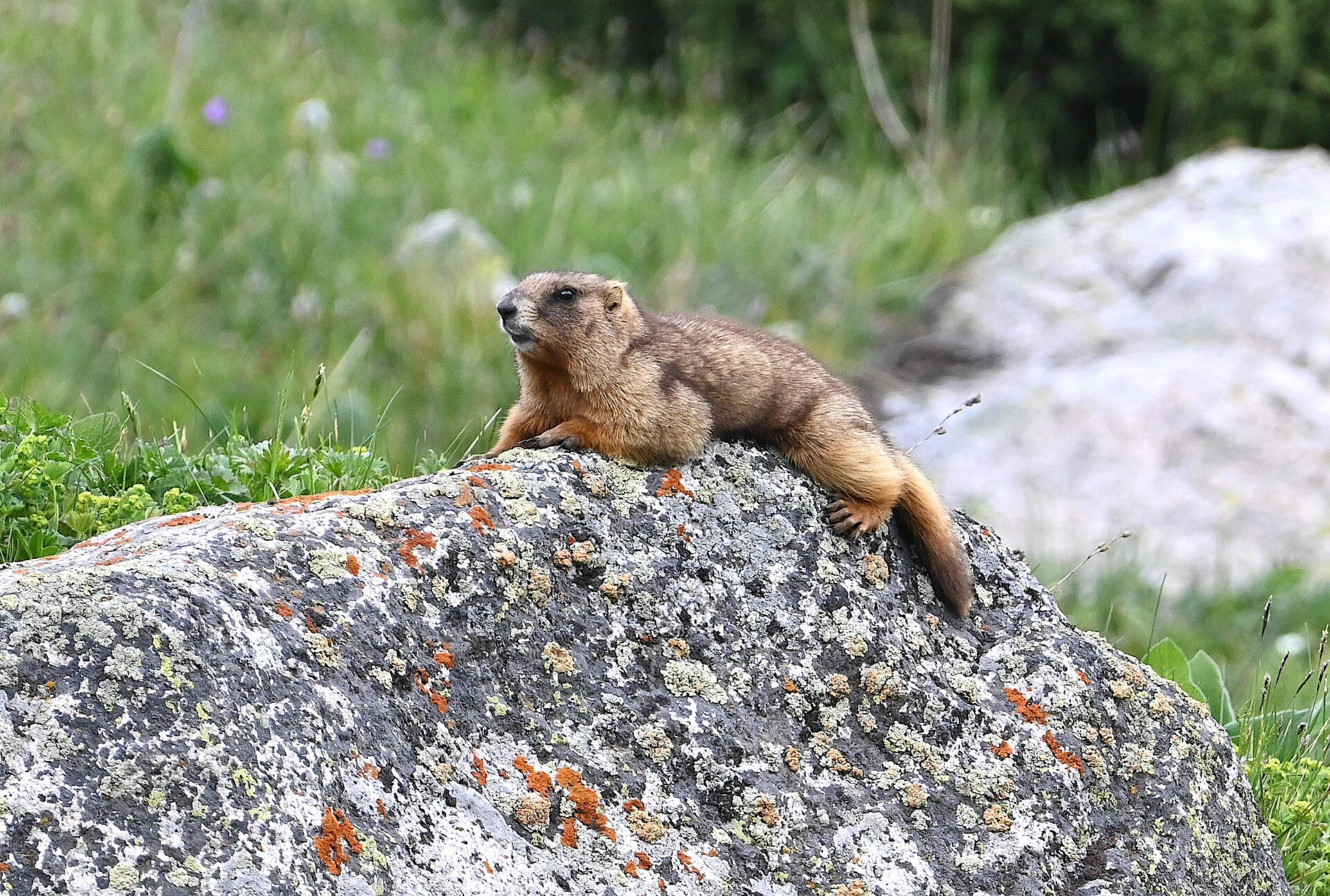 A grey marmot standing on a rock in the mountains, the animal that carries plague in the Altai